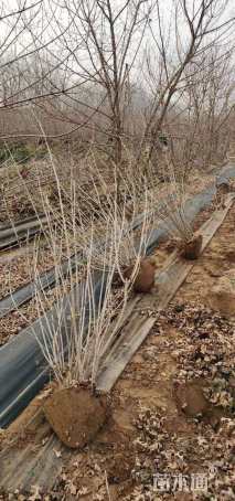 高度250厘米丛生紫丁香