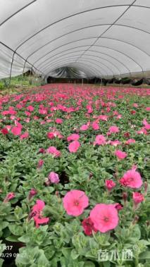 高度12厘米矮牵牛