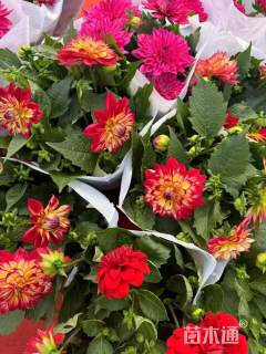 高度30厘米大丽花