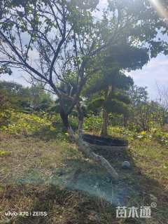 高度300厘米丁香