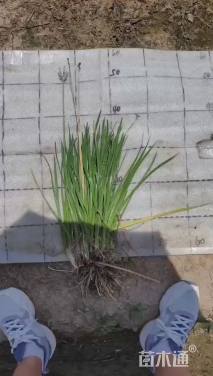 高度30厘米紫娇花