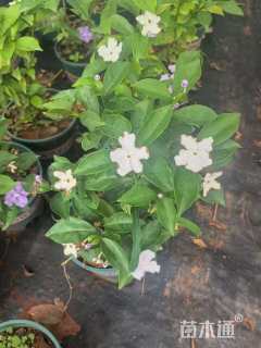 高度25厘米鸳鸯茉莉