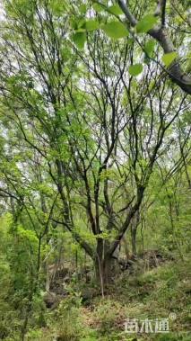 70公分(5杆)丛生乌桕