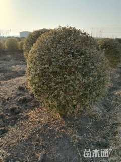 冠幅120厘米银姬小蜡球