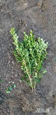 高度50厘米瓜子黄杨