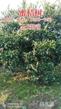 高度200厘米南丰蜜桔