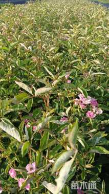 高度30厘米月季