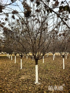 10公分暴马丁香