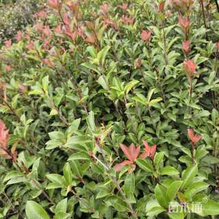 0.8公分红叶石楠