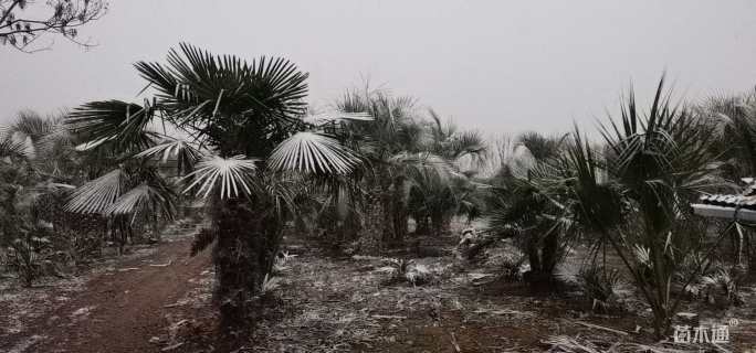 裸干高300厘米棕榈