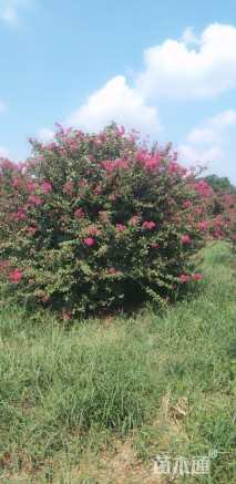 高度200厘米丛生紫薇