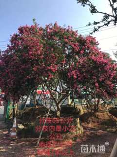 高度700厘米红花紫薇