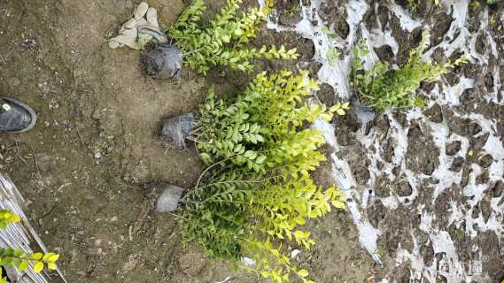 高度30厘米金叶女贞小苗