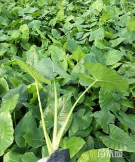 高度30厘米海芋