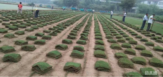 草块状中华结缕草