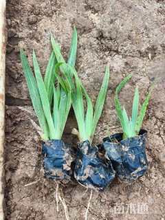 高度20厘米蝴蝶花