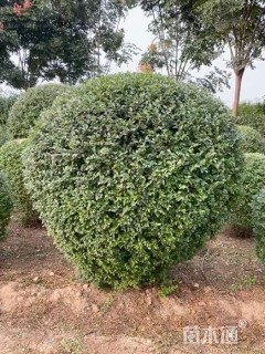 冠幅150厘米小叶女贞球