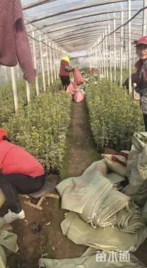 高度35厘米金边黄杨