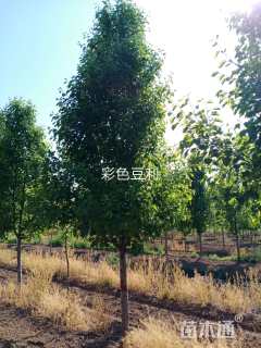 12公分豆梨
