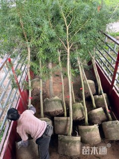 3公分台湾相思树