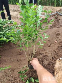 高度80厘米水蜡