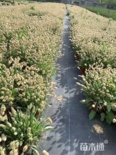 高度40厘米兔尾草