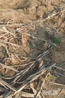 冠幅120厘米龙柏球