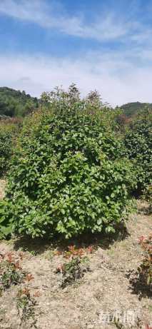 冠幅200厘米桂花球