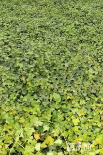 50厘米洋常春藤