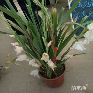 高度30厘米唐菖蒲