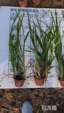 高度20厘米吉祥草