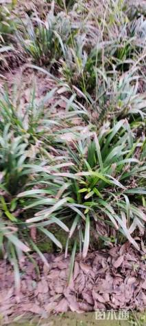 高度25厘米金边阔叶麦冬