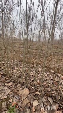 高度100厘米红花木槿