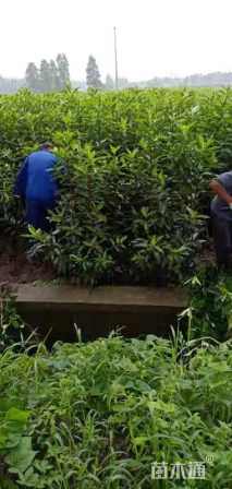 高度150厘米法国冬青