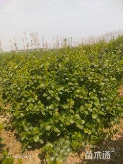 高度50厘米卫矛