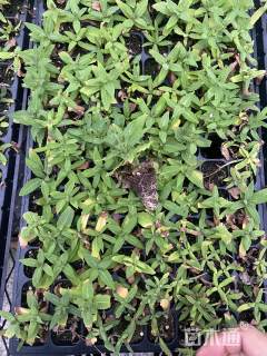 高度40厘米天蓝鼠尾草