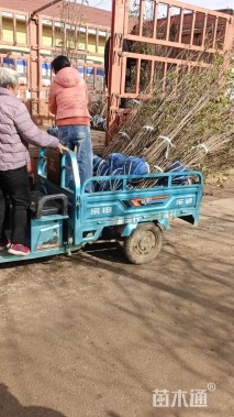 高度120厘米紫穗槐