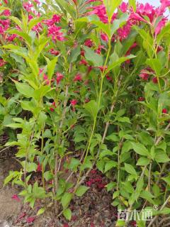 高度20厘米红王子锦带