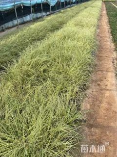高度50厘米金叶苔草