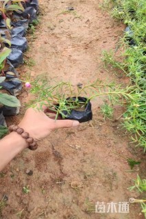 高度20厘米太阳花