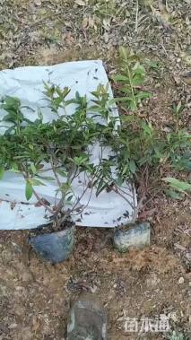 高度30厘米杜鹃