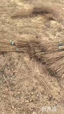 高度100厘米榆树小苗