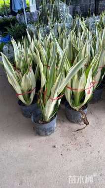 高度70厘米万年麻