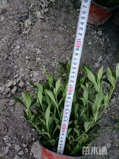 高度25厘米小叶栀子小苗