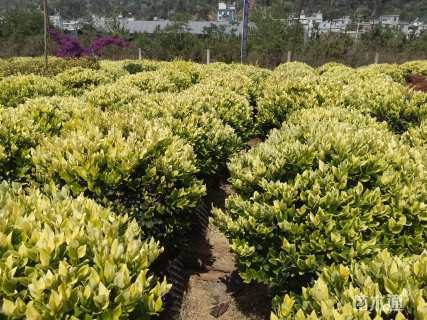 冠幅80厘米金森女贞球