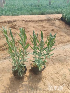 高度20厘米薰衣草