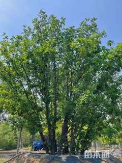 高度600厘米丛生蒙古栎