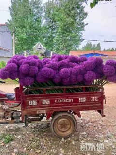 荷兰大花葱种子