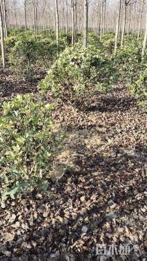 冠幅80厘米大叶黄杨球