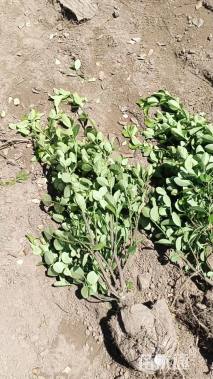 高度50厘米卫矛